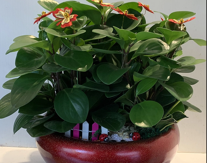 圓葉金錢樹養護