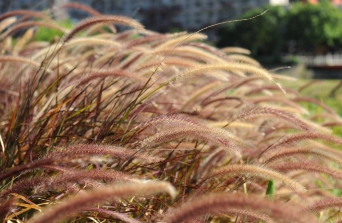 禾本科植物識別