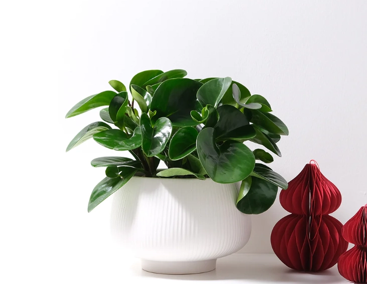 圓葉金錢樹 benefits