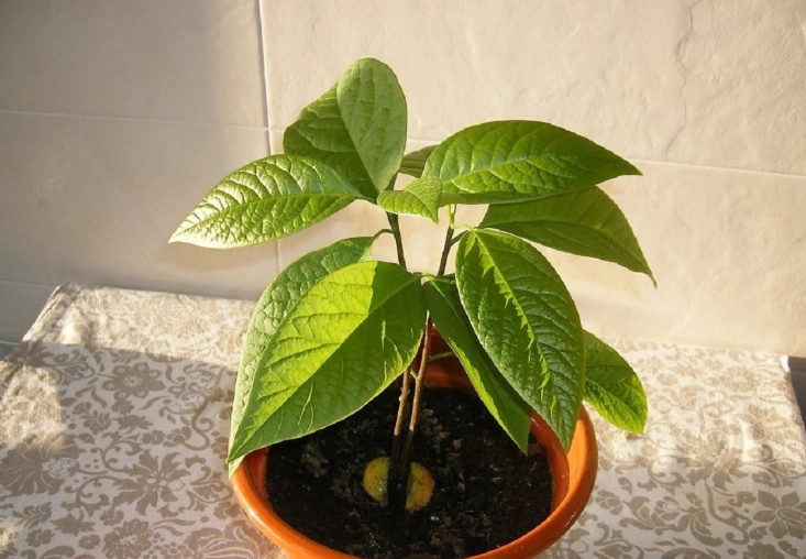 酪梨種植技巧 酪梨種植技巧