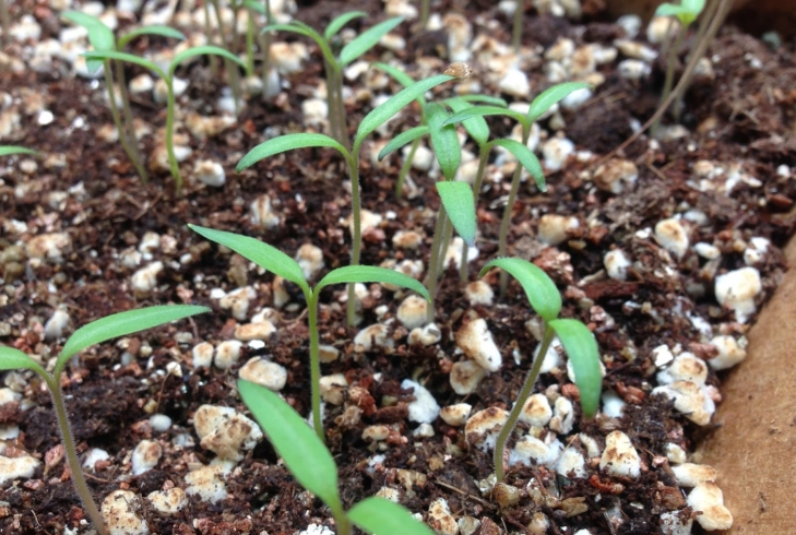陽台小番茄發芽