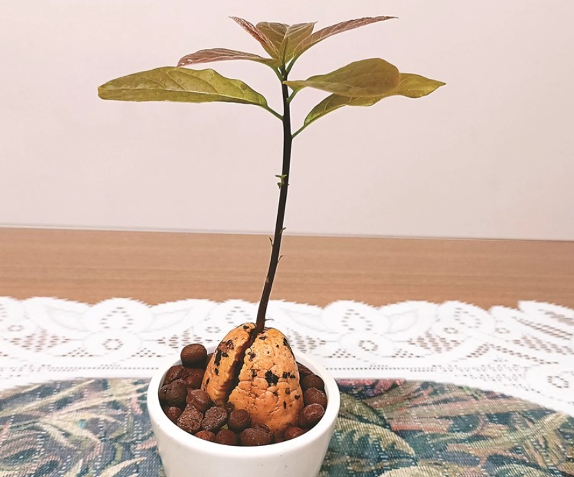 酪梨樹修剪時機 酪梨樹修剪時機