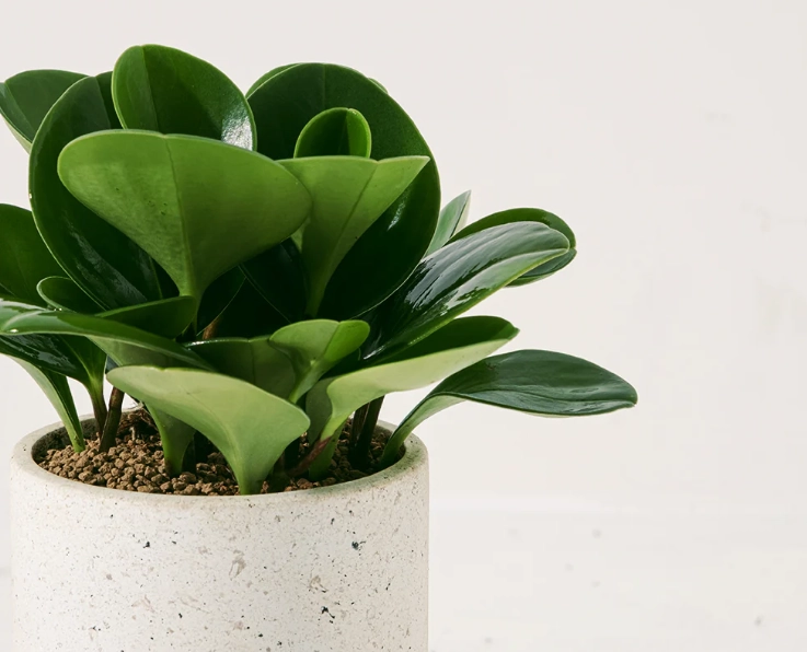 圓葉金錢樹養護