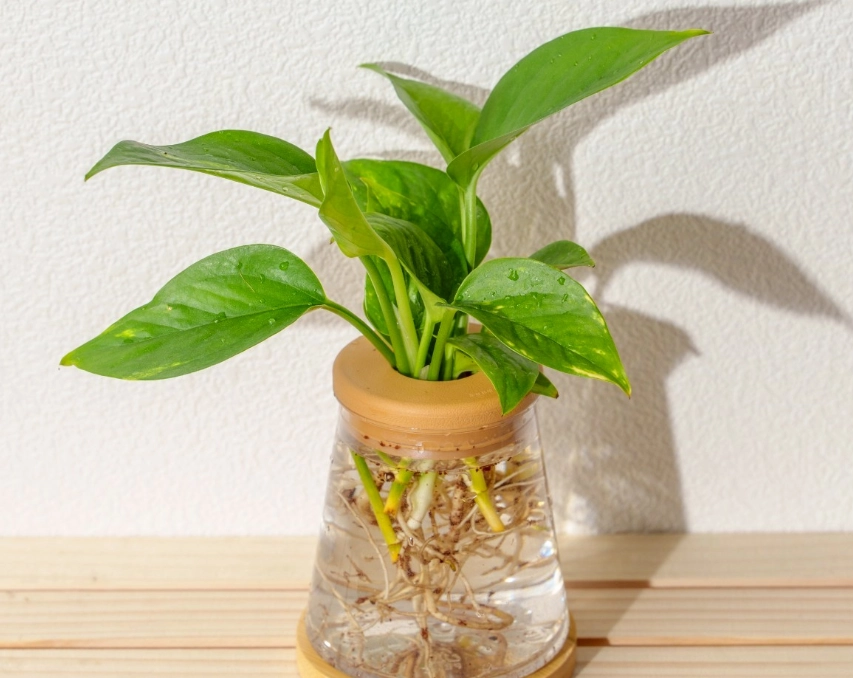 黃金葛安全種植