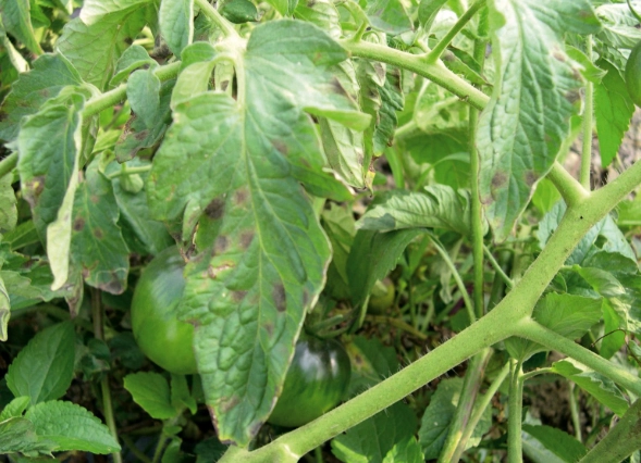 番茄有機種植病害防治