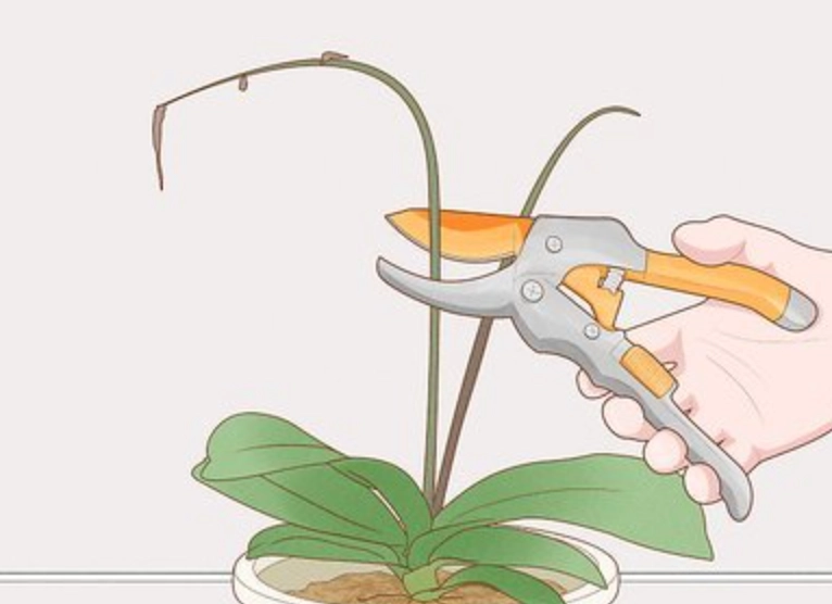 蝴蝶蘭修剪時間