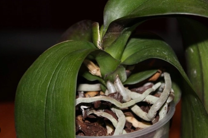 蘭花葉子軟化處理