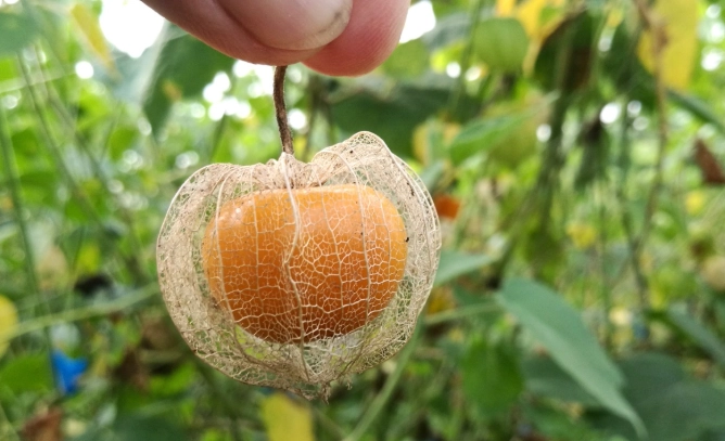 燈籠果修剪方法