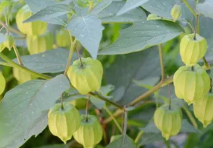 酸漿果病虫害防治 酸漿果病虫害防治