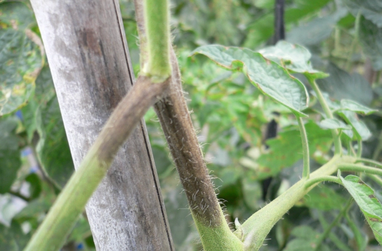 番茄有機種植病害防治