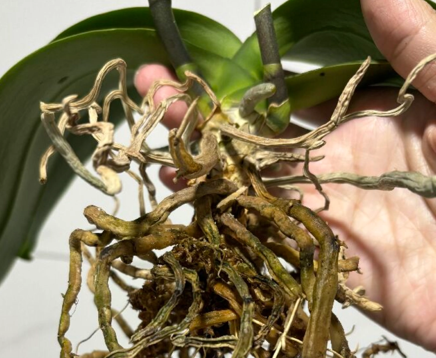 蘭花氣根乾補救