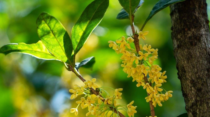 桂花树栽培环境