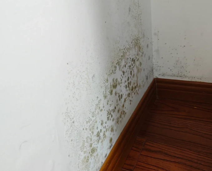 牆壁發霉清除