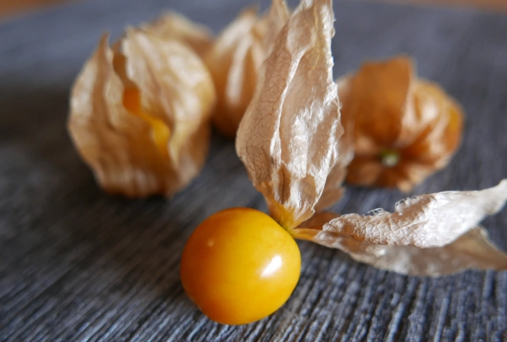 燈籠果過敏症狀