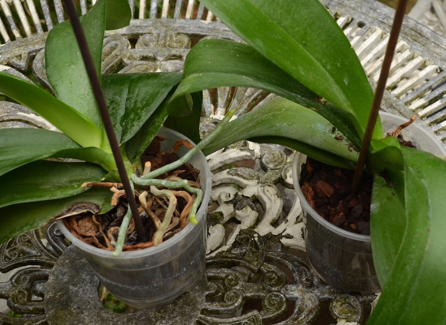 蝴蝶蘭移植方法