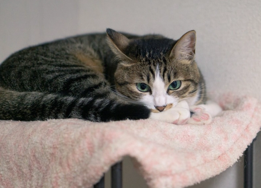 貓樟腦中毒急救