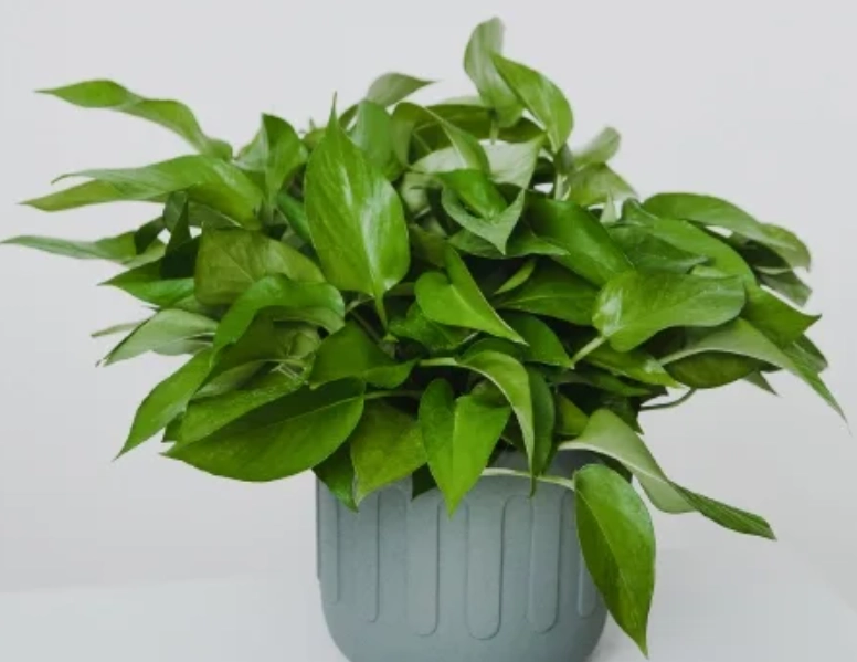 黃金葛安全種植