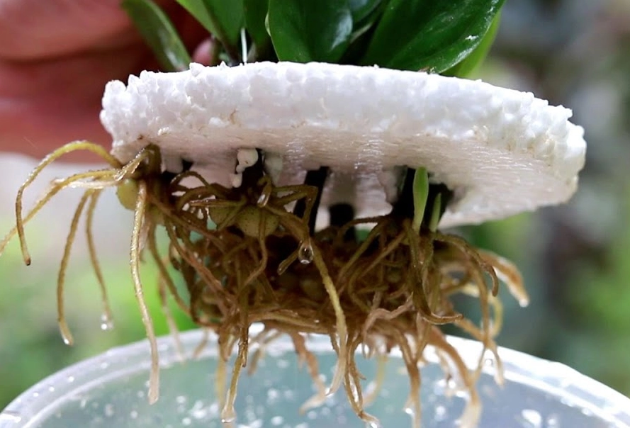 金錢樹水耕優缺點