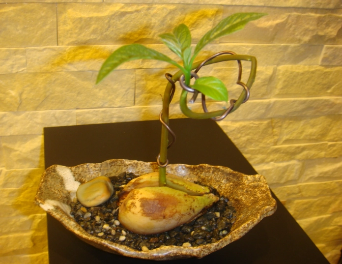 酪梨樹修剪時機 酪梨樹修剪時機