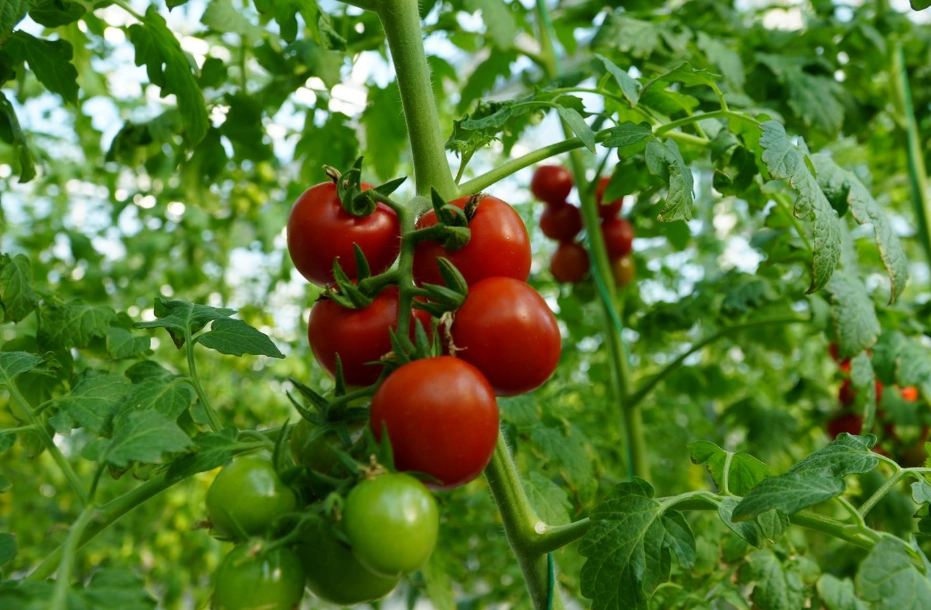 延長番茄壽命