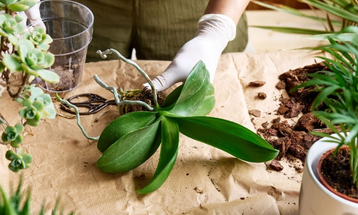 蝴蝶蘭移植方法