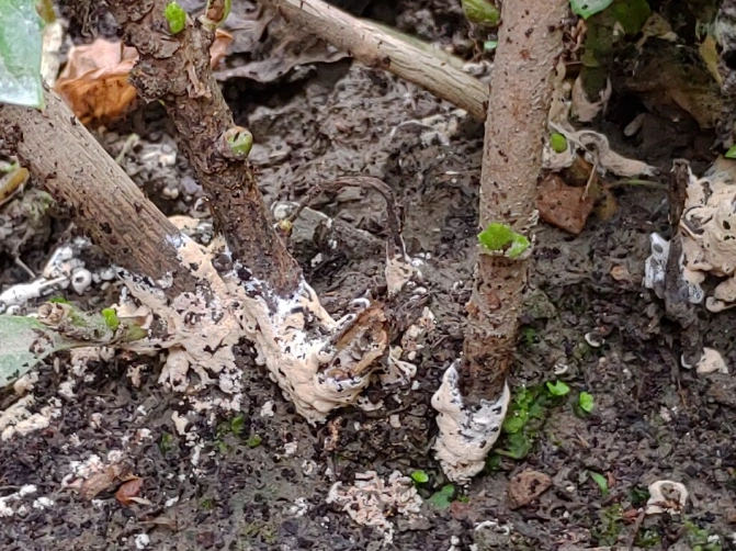 植物根部白色物質