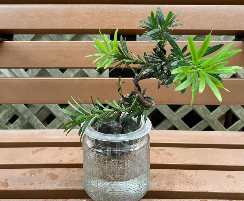 羅漢松栽培技巧