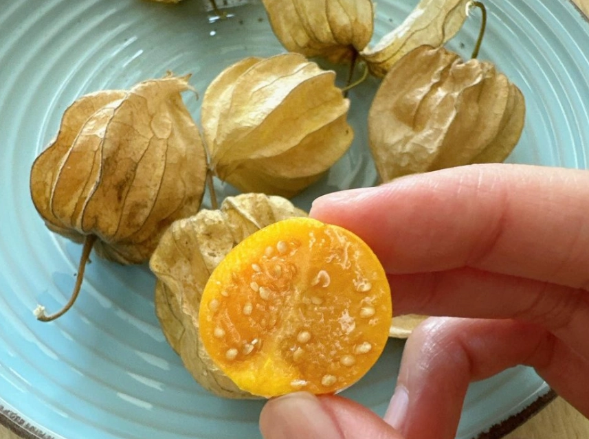 燈籠果過敏預防