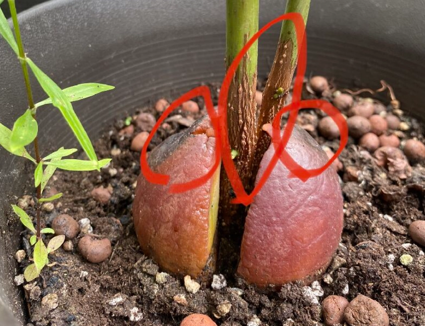 酪梨種子發芽 酪梨種子發芽