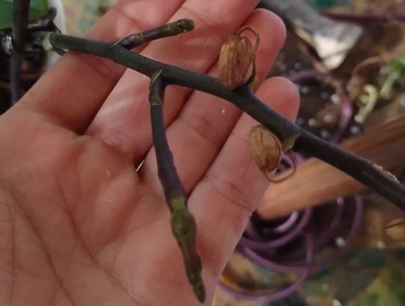 預防蝴蝶蘭消苞