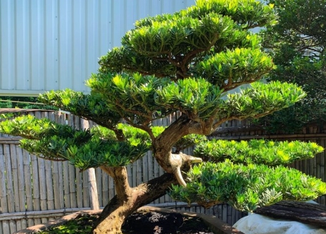 羅漢松修剪方法