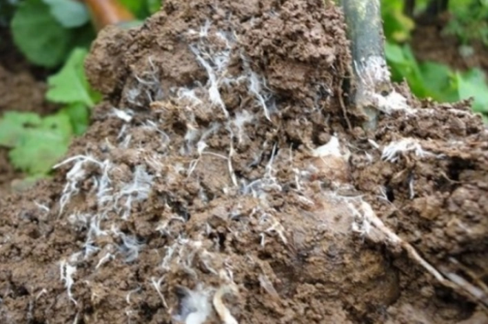 植物根部白色物質