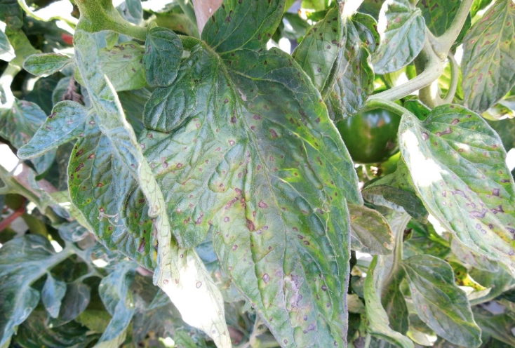 有機番茄病蟲害