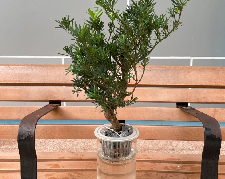 羅漢松栽培技巧