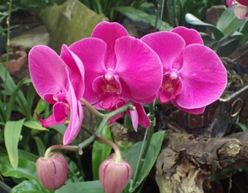 蘭花凋謝後照顧