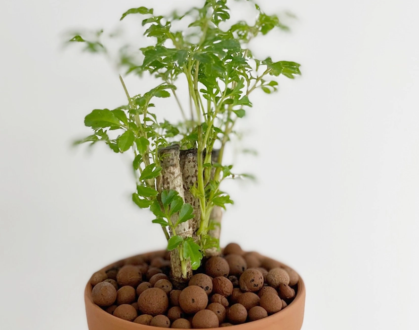 盆栽修剪技巧 盆栽修剪技巧