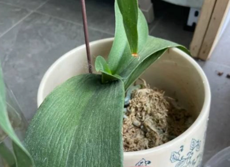 蘭花葉子軟化處理