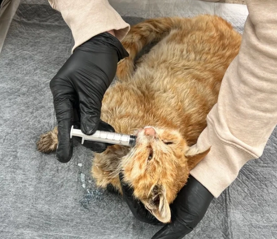 樟腦油對貓的毒性