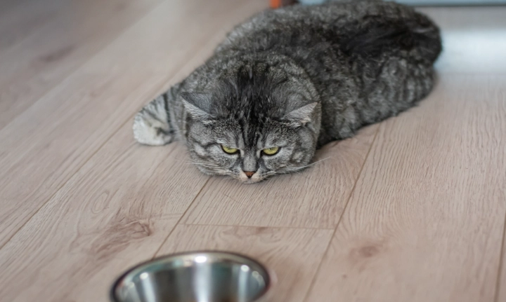 夏天貓食慾下降