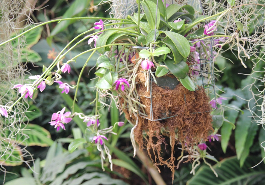 無介質蘭花種植