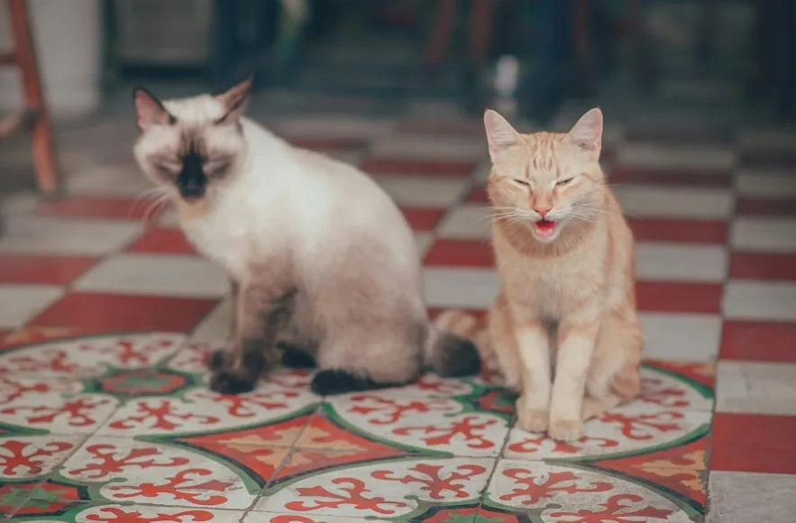 貓咪夏季食慾不振