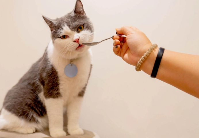 貓只喝水不吃飯