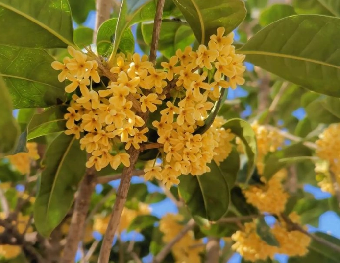 桂花树种植位置