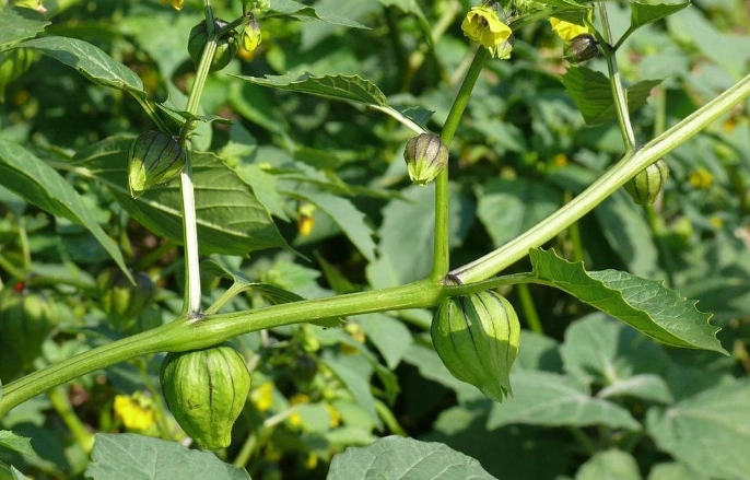酸漿果栽培技巧 酸漿果栽培技巧