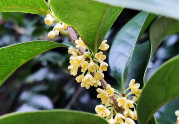 桂花树栽培环境