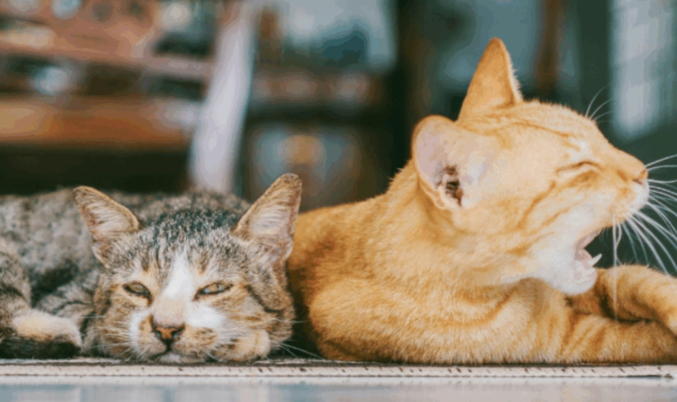 貓咪夏季食慾不振