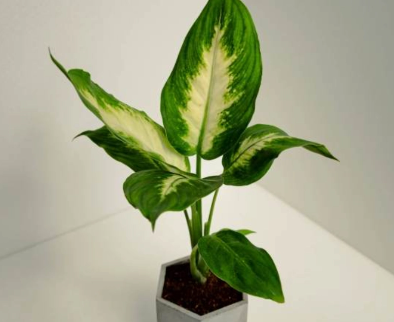 黛粉葉土壤問題