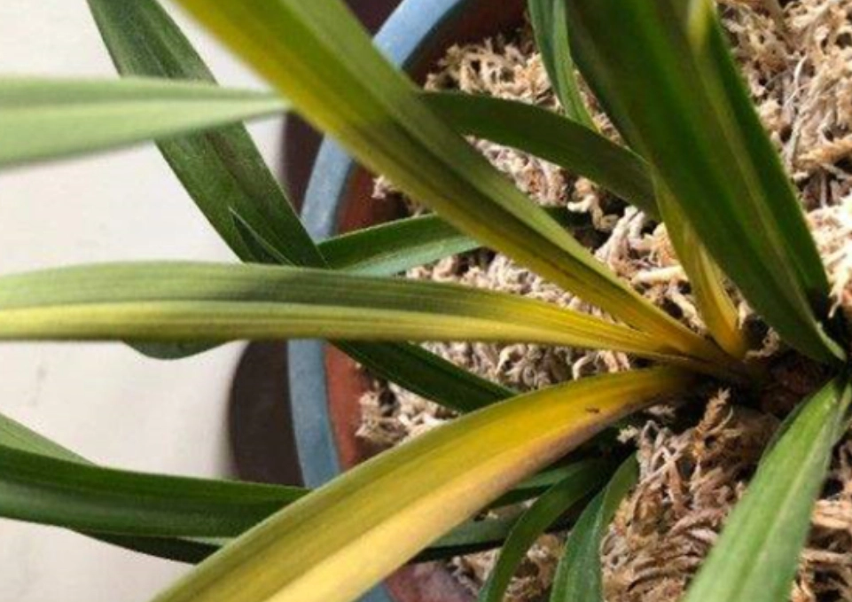 蘭花葉子變黃原因