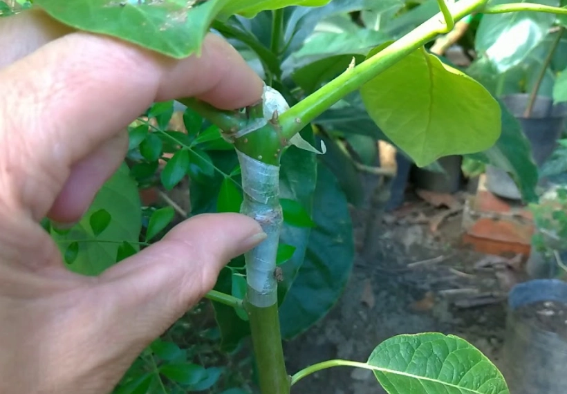 酪梨嫁接季節 酪梨嫁接季節