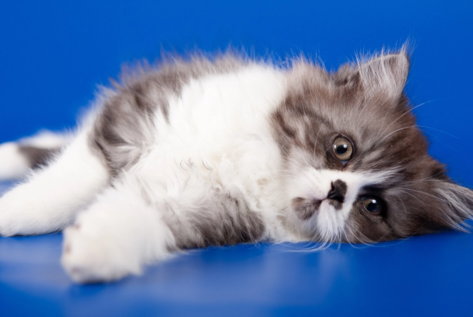 樟腦丸貓咪安全 樟腦丸貓咪安全